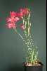 <em>Gladiolus carmineus</em>